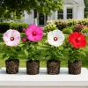 Hardy Hibiscus Live Plant Set – 4 Mixed Tropical Shrubs, 4-8 Inch Tall - Image 1