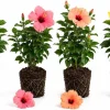 Hardy Hibiscus Live Plants 4-Pack, 4-7 Inches Tall, Assorted Blooming Shrubs for Full Sun Outdoor Garden - Image 1