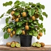 Hardy Kiwi Live Plants Set of 2 - Well Rooted Vines 4-6 Inch Tall - Outdoor Fruit - Image 1