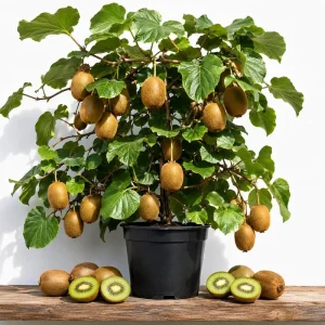Hardy Kiwi Live Plants Set of 2 - Well Rooted Vines 4-6 Inch Tall - Outdoor Fruit - Image 1