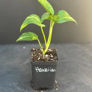 Hawaiian Pothos Live Plant – Indoor Houseplant with Golden Variegation, Starter - Image 2