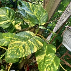 Hawaiian Pothos Live Plant – Indoor Houseplant with Golden Variegation, Starter - Image 3