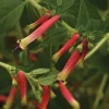 Honeybells Cuphea Live Plant – 12-16 Inch Blooming Flower Plant for Garden & Indoors - Image 1