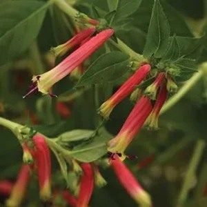 Honeybells Cuphea Live Plant – 12-16 Inch Blooming Flower Plant for Garden & Indoors - Image 1