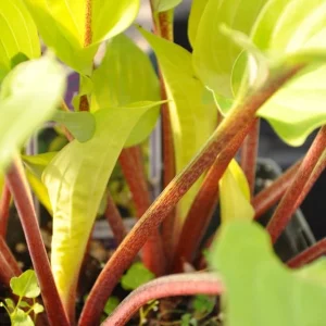 Hosta Fire Island Live Plant Perennial - Golden Yellow Foliage, Shade Loving - Image 2