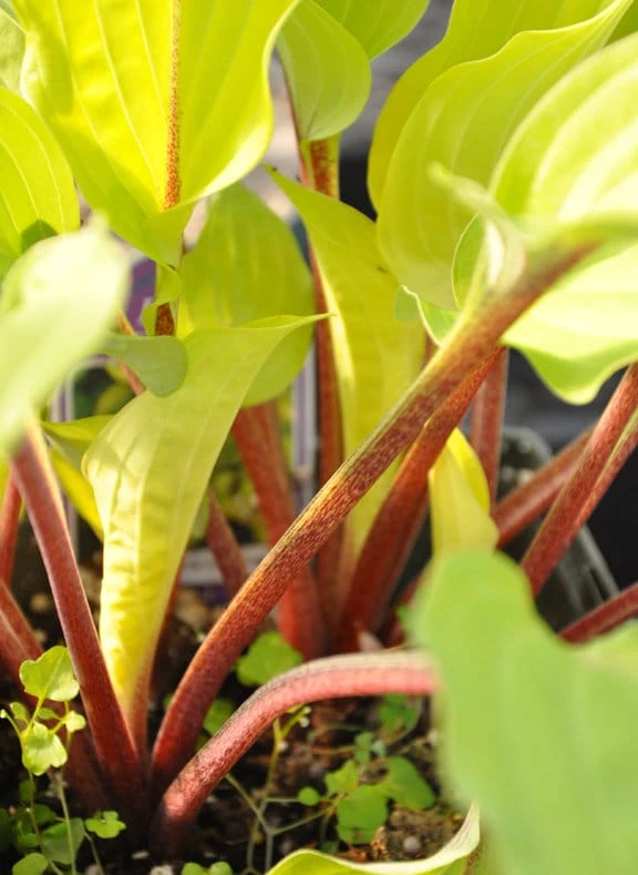 Hosta Fire Island Live Plant Perennial - Golden Yellow Foliage, Shade Loving - Image 2
