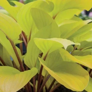 Hosta Fire Island Live Plant Perennial - Golden Yellow Foliage, Shade Loving - Image 3