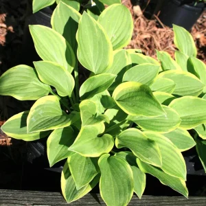 Hosta Gold Tiara Live Plant Perennial - Green & Gold Foliage - Outdoor Shade - Image 2