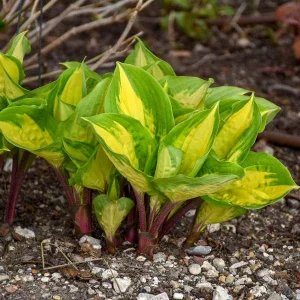 Hosta Island Breeze Live Plant – Variegated Perennial – USDA Zones 3-9 - Image 2