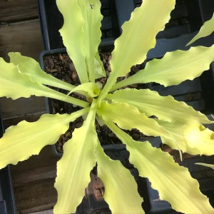 Hosta 'Wiggles and Squiggles' Live Plant - Perennial with Wavy Leaves - Image 2