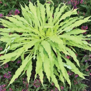 Hosta 'Wiggles and Squiggles' Live Plant - Perennial with Wavy Leaves - Image 3