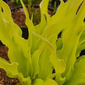 Hosta 'Wiggles and Squiggles' Live Plant - Perennial with Wavy Leaves - Image 5