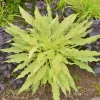 Hosta 'Wiggles and Squiggles' Live Plant - Perennial with Wavy Leaves - Image 1