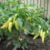 Hot Banana Pepper Plants – 2 Live Seedlings, 4-6" Tall – Sweet & Tangy for Pickling - Image 1