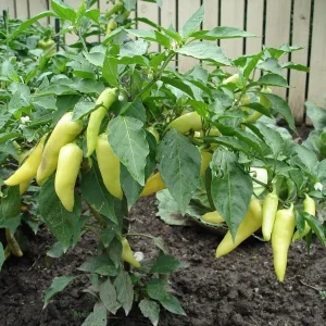 Hot Banana Pepper Plants – 2 Live Seedlings, 4-6" Tall – Sweet & Tangy for Pickling - Image 1