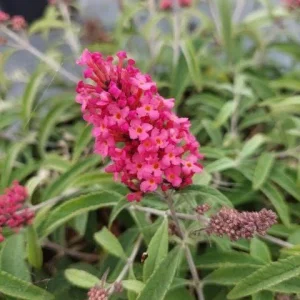 Hot Pink Lipstick Butterfly Bush Live Plant – Fragrant Shrub – Attracts Pollinators – Zones 5-9 - Image 1