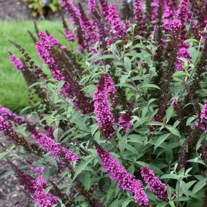 Hot Raspberry Butterfly Bush Live Plant – Deciduous Shrub, Magenta Flowers, Attracts Pollinators, Outdoor - Image 3