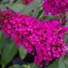 Hot Raspberry Butterfly Bush Live Plant – Deciduous Shrub, Magenta Flowers, Attracts Pollinators, Outdoor - Image 1