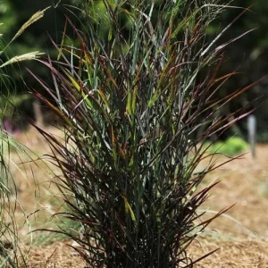 Hot Rod Grass Live Plant - Black Panicum Red Switch, Ornamental Grass, 2.5x4 inch Pot, Zones 4-9 - Image 2
