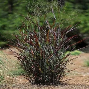 Hot Rod Grass Live Plant - Black Panicum Red Switch, Ornamental Grass, 2.5x4 inch Pot, Zones 4-9 - Image 1
