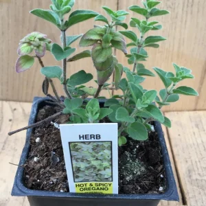 Hot & Spicy Oregano Live Plant - 2.5x4 inch Pot, Culinary Herb, Zones 5-9 - Image 2