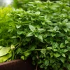 Hot & Spicy Oregano Live Plant - 2.5x4 inch Pot, Culinary Herb, Zones 5-9 - Image 1