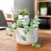 Hoya Krohniana Live Plant 4-8 Inch Tall Succulent for Indoor Outdoor Garden - Image 1