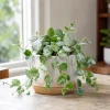 Hoya Krohniana Live Plant Set - 2 Indoor Succulents, 4-8 Inch Tall, Unpotted - Image 1