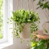 Hoya Lacunosa Mint Live Plant – 4-8 Inch Tall Succulent, Unpotted - Image 1