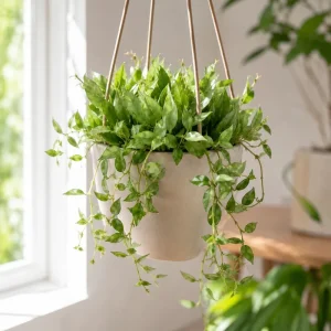 Hoya Lacunosa Mint Live Plant – 4-8 Inch Tall Succulent, Unpotted - Image 1