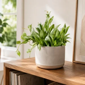 Hoya Lacunosa Mint Live Plant Set - 2 Pack, 4-8 Inch Succulents for Indoor/Outdoor - Image 1