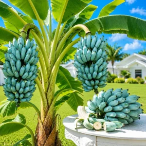 Ice Cream Banana Tree Live Plant - Blue Java Musa - 1 Gallon Pot - Home Garden - Image 1