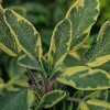 Icterina Golden Sage Live Plant Variegated Perennial Herb 5-7” Seedling - Image 1