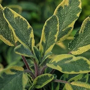 Icterina Golden Sage Live Plant Variegated Perennial Herb 5-7” Seedling - Image 1