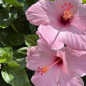 Alternative view of Seminole Pink Hibiscus Plants Live - Pink Flowers - 3 to 5 Inch Starter Plants