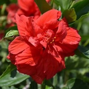 Double Red Hibiscus Plants Live - 3-5 inches Tall Outdoor Flower Bush - Image 4