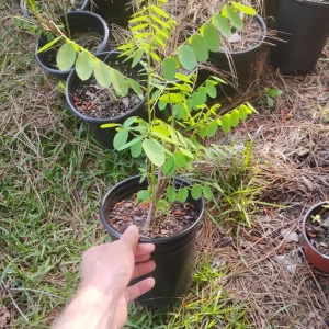 Indigo Bush Live Plant - 1 Gallon Pot - Amorpha fruticosa Outdoor Shrub - Image 3