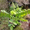Indigo Bush Live Plant - 1 Gallon Pot - Amorpha fruticosa Outdoor Shrub - Image 1