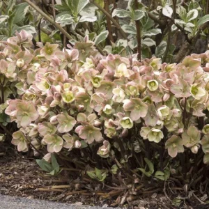 Ivory Prince Lenten Rose Hellebore Live Plant – Shade Perennial – USDA 4-9 - Image 2
