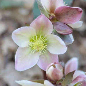 Ivory Prince Lenten Rose Hellebore Live Plant – Shade Perennial – USDA 4-9 - Image 3