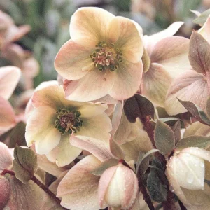 Ivory Prince Lenten Rose Hellebore Live Plant – Shade Perennial – USDA 4-9 - Image 1