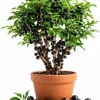 Jaboticaba Live Plant - 1 Ft Tall Black Jabuticaba Fruit Tree Starter - Image 1