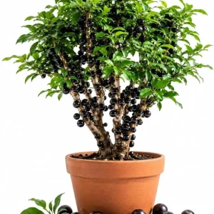 Jaboticaba Live Plant - 1 Ft Tall Black Jabuticaba Fruit Tree Starter - Image 1
