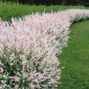 Japanese Dappled Willow 'Hakuro Nishiki' Tree Live Plant - Variegated Foliage Starter - Image 3