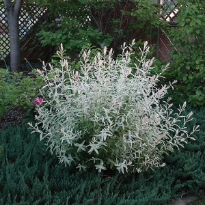 Japanese Dappled Willow 'Hakuro Nishiki' Tree Live Plant - Variegated Foliage Starter - Image 4