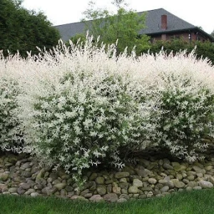Japanese Dappled Willow 'Hakuro Nishiki' Tree Live Plant - Variegated Foliage Starter - Image 5