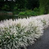 Japanese Dappled Willow 'Hakuro Nishiki' Tree Live Plant - Variegated Foliage Starter - Image 1