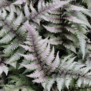 Japanese Painted Fern Live Plant - Potted Perennial - Indoor/Outdoor - Low Light - Image 1