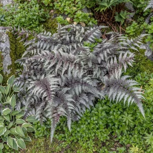 Japanese Painted Fern Live Plant - Potted Perennial - Indoor/Outdoor - Low Light - Image 2
