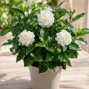 Jasmine Duke of Tuscany Live Plant – Fragrant White Flowers – 4-8 Inch Tall Vine – Outdoor/Indoor - Image 1
